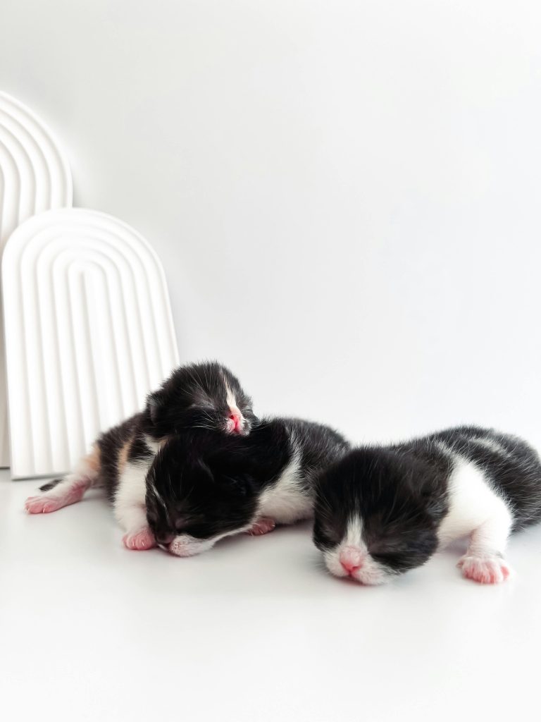 Three cute black and white kittens sleep peacefully on a white surface with soft lighting.