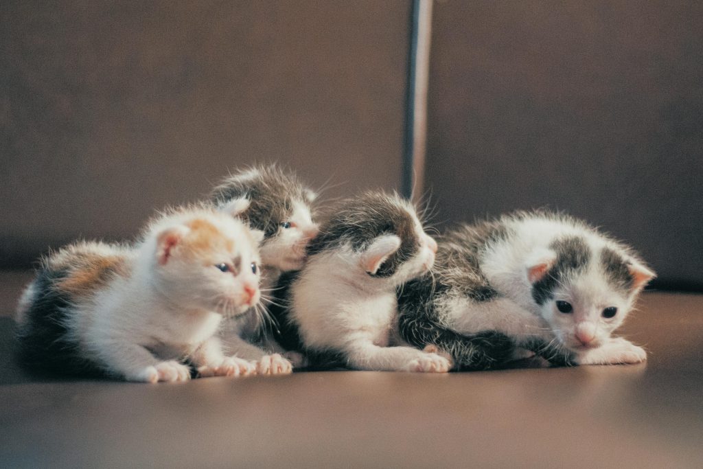 Cute group of kittens lying closely on a brown sofa in soft warm lighting.