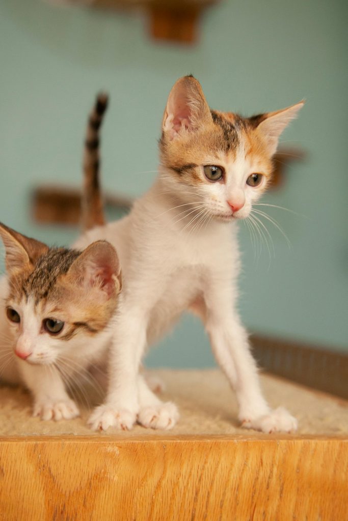 Two curious kittens explore a wooden surface with a blurred background, capturing a cute and playful moment.