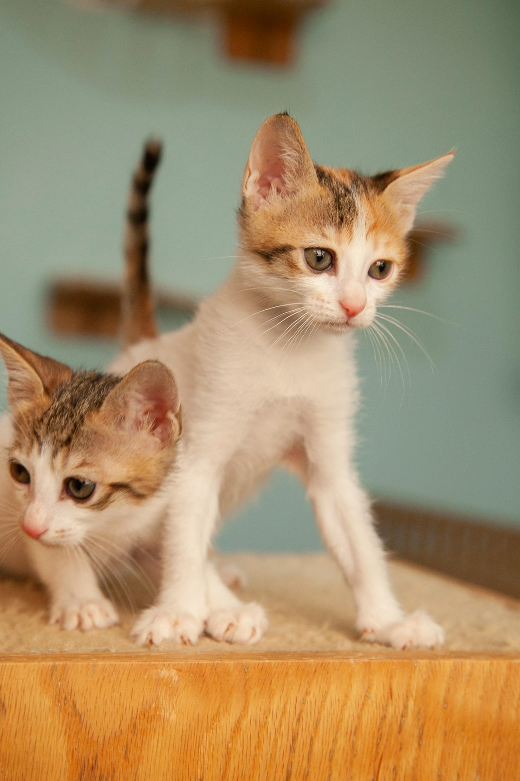Two curious kittens explore a wooden surface with a blurred background, capturing a cute and playful moment.