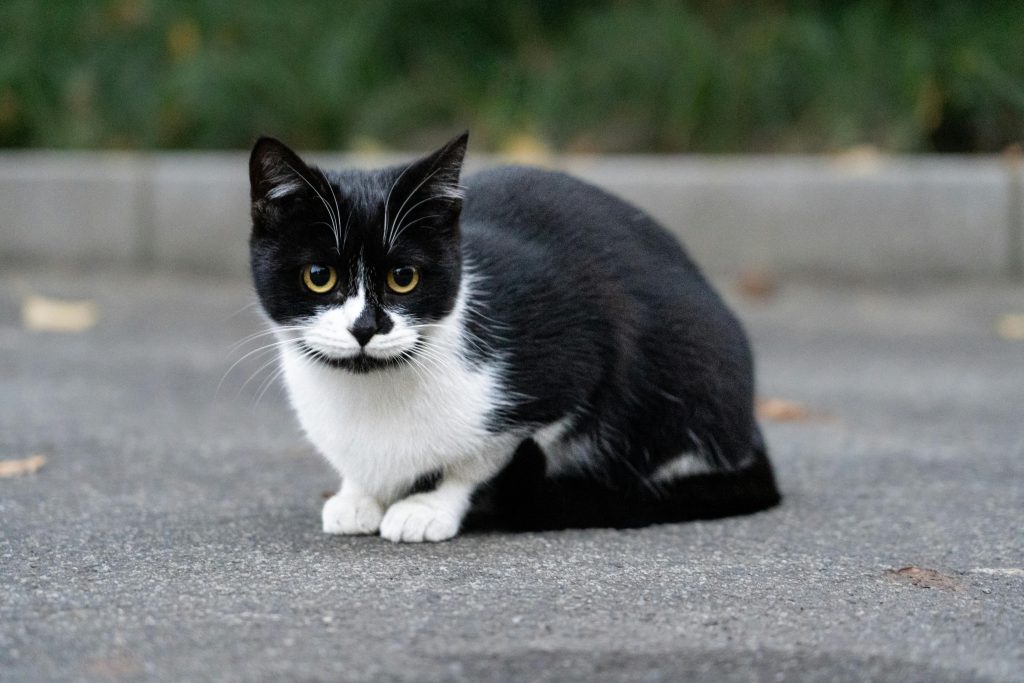 Un chat noir et blanc.