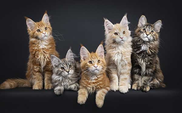 chat